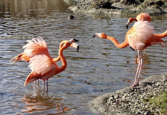 Caribbean flamingo